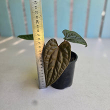 Load image into Gallery viewer, #RD12 Anthurium Papillilaminum x (Luxurians x Radicans)