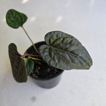 Load image into Gallery viewer, #RD12 Anthurium Papillilaminum x (Luxurians x Radicans)