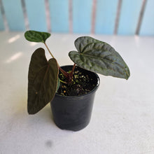 Load image into Gallery viewer, #RD12 Anthurium Papillilaminum x (Luxurians x Radicans)