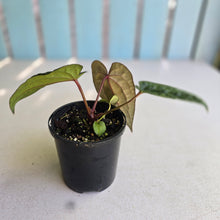 Load image into Gallery viewer, #RD12 Anthurium Papillilaminum x (Luxurians x Radicans)