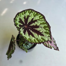 Load image into Gallery viewer, #D933 Begonia Unknown