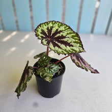 Load image into Gallery viewer, #D933 Begonia Unknown