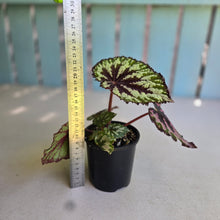 Load image into Gallery viewer, #D933 Begonia Unknown