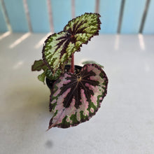 Load image into Gallery viewer, #D933 Begonia Unknown