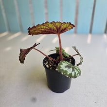 Load image into Gallery viewer, #D933 Begonia Unknown