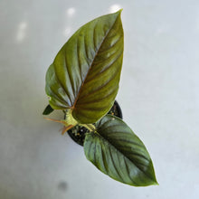 Load image into Gallery viewer, #R112 Philodendron Serpens