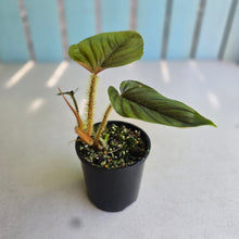 Load image into Gallery viewer, #R112 Philodendron Serpens
