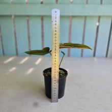 Load image into Gallery viewer, #R112 Philodendron Serpens
