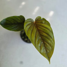 Load image into Gallery viewer, #R112 Philodendron Serpens
