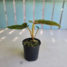 Load image into Gallery viewer, #R112 Philodendron Serpens