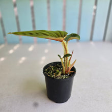 Load image into Gallery viewer, #R112 Philodendron Serpens