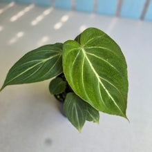 Load image into Gallery viewer, #R89 Philodendron Gloriosum