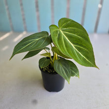 Load image into Gallery viewer, #R89 Philodendron Gloriosum