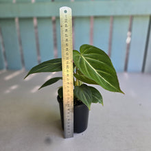 Load image into Gallery viewer, #R89 Philodendron Gloriosum