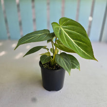 Load image into Gallery viewer, #R89 Philodendron Gloriosum
