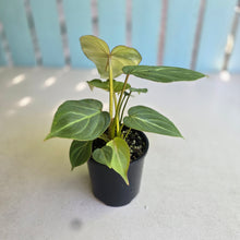 Load image into Gallery viewer, #R89 Philodendron Gloriosum