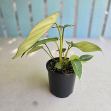 Load image into Gallery viewer, #R89 Philodendron Gloriosum