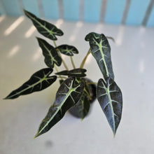 Load image into Gallery viewer, #D69 Alocasia Bambino