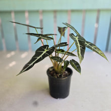 Load image into Gallery viewer, #D69 Alocasia Bambino
