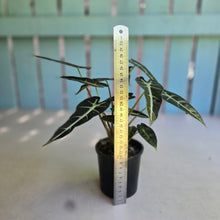 Load image into Gallery viewer, #D69 Alocasia Bambino