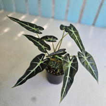 Load image into Gallery viewer, #D69 Alocasia Bambino