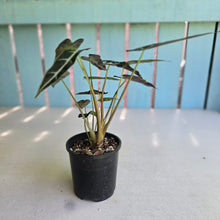 Load image into Gallery viewer, #D69 Alocasia Bambino