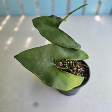 Load image into Gallery viewer, #R11 Anthurium Berriozabalense