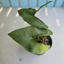 Load image into Gallery viewer, #R11 Anthurium Berriozabalense