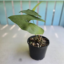 Load image into Gallery viewer, #R11 Anthurium Berriozabalense