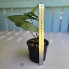 Load image into Gallery viewer, #R11 Anthurium Berriozabalense