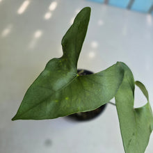 Load image into Gallery viewer, #R11 Anthurium Berriozabalense