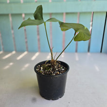 Load image into Gallery viewer, #R11 Anthurium Berriozabalense