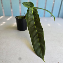 Load image into Gallery viewer, #R112 Philodendron Patriciae