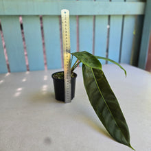 Load image into Gallery viewer, #R112 Philodendron Patriciae