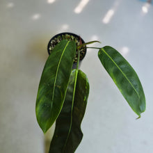 Load image into Gallery viewer, #R112 Philodendron Patriciae
