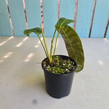 Load image into Gallery viewer, #R112 Philodendron Patriciae