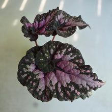 Load image into Gallery viewer, #R4 Begonia Unknown