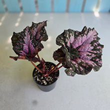 Load image into Gallery viewer, #R4 Begonia Unknown