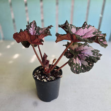 Load image into Gallery viewer, #R4 Begonia Unknown