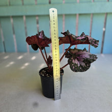 Load image into Gallery viewer, #R4 Begonia Unknown