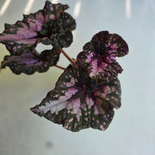 Load image into Gallery viewer, #R4 Begonia Unknown