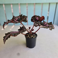 Load image into Gallery viewer, #R4 Begonia Unknown