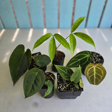 Load image into Gallery viewer, #W9 Anthurium Pack - 5 x Plants