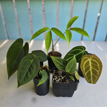 Load image into Gallery viewer, #W9 Anthurium Pack - 5 x Plants