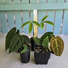 Load image into Gallery viewer, #W9 Anthurium Pack - 5 x Plants
