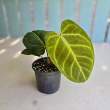 Load image into Gallery viewer, #H75 Anthurium Hawaiian x