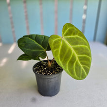 Load image into Gallery viewer, #H75 Anthurium Hawaiian x