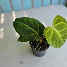 Load image into Gallery viewer, #H75 Anthurium Hawaiian x