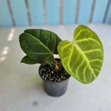 Load image into Gallery viewer, #H75 Anthurium Hawaiian x