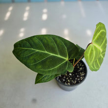Load image into Gallery viewer, #H75 Anthurium Hawaiian x